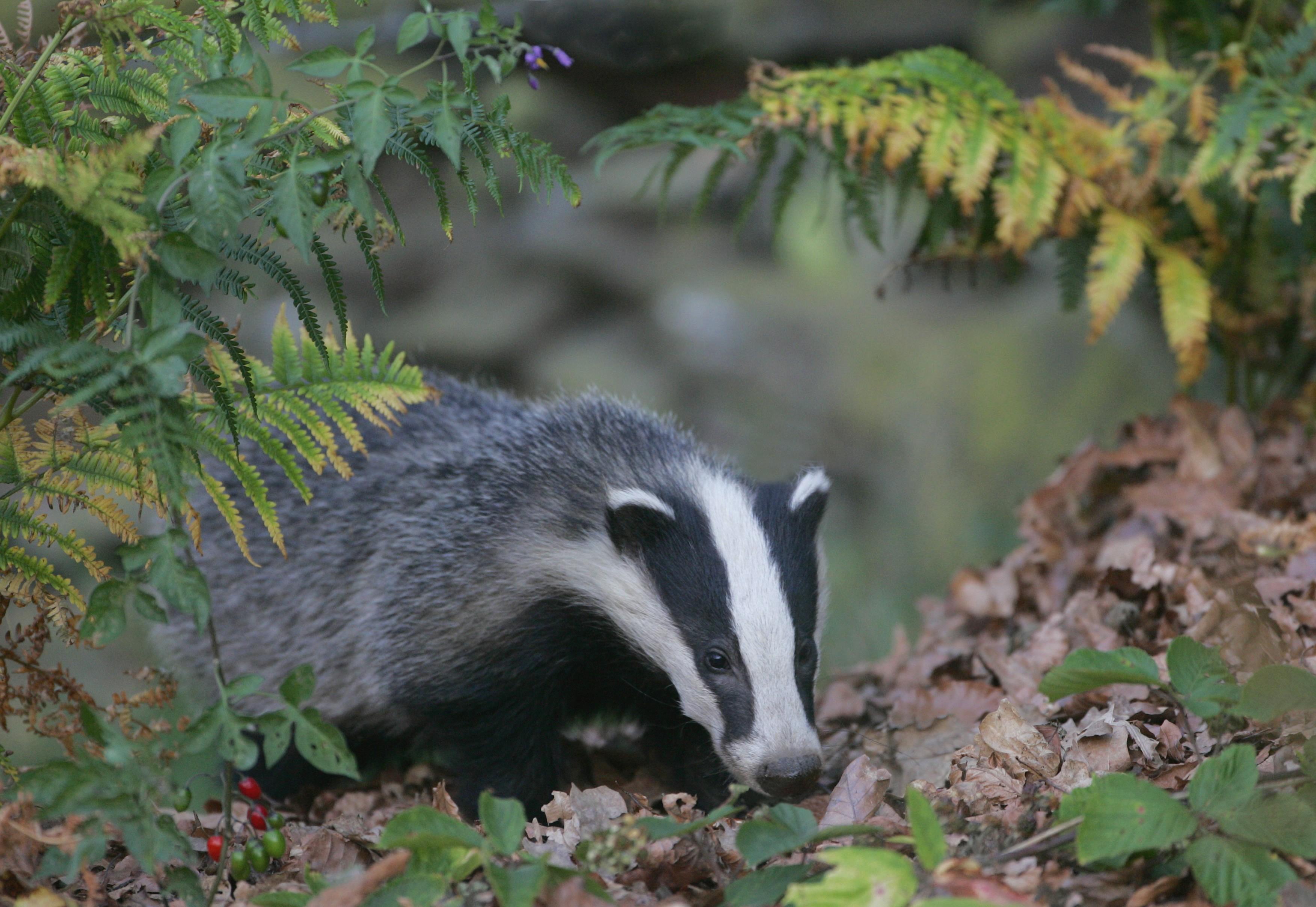 Badger Wallpaper HD Download