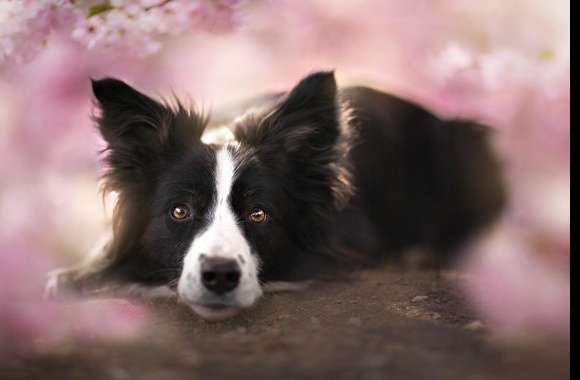 Border Collie wallpapers hd quality