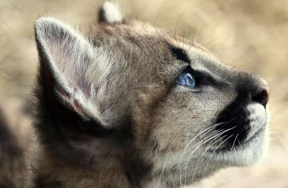 Cougar wallpapers hd quality