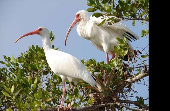 Ibises wallpapers hd quality