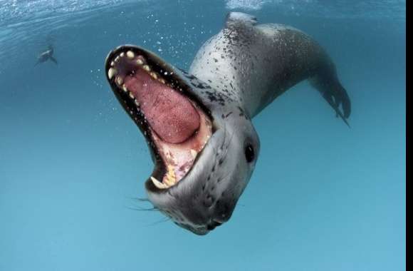 Leopard Seal wallpapers hd quality