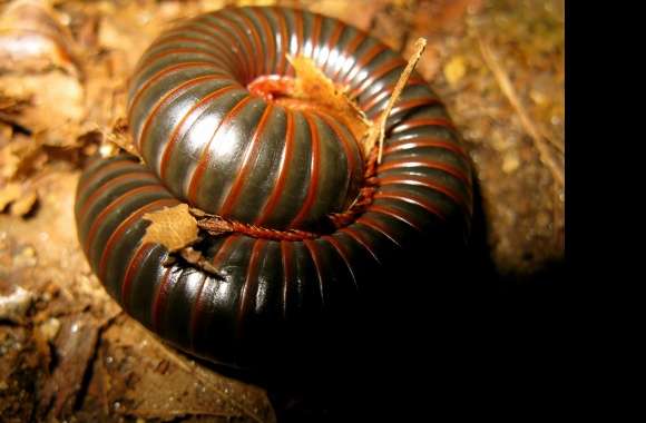 Millipede wallpapers hd quality