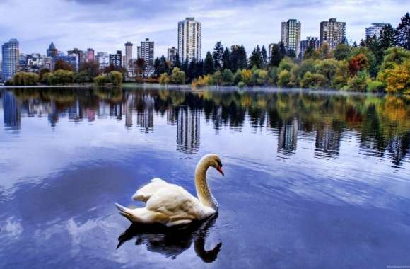 Mute Swan wallpapers hd quality