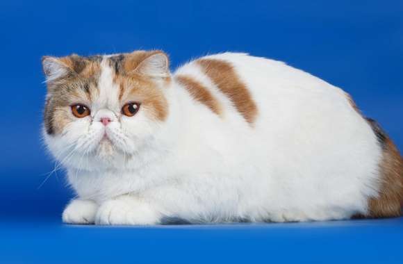 Persian Cat wallpapers hd quality