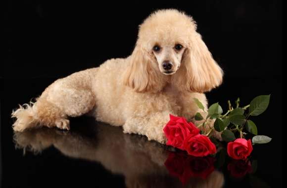 Poodle wallpapers hd quality