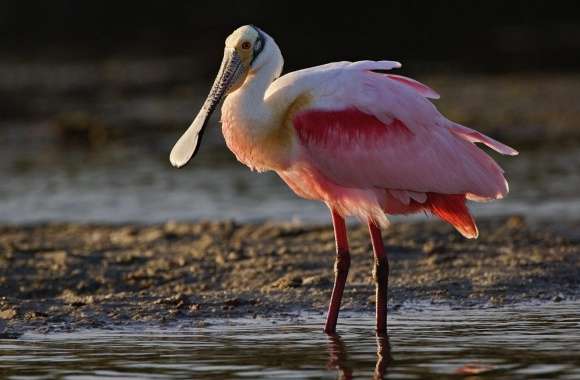 Roseate Spoonbill wallpapers hd quality