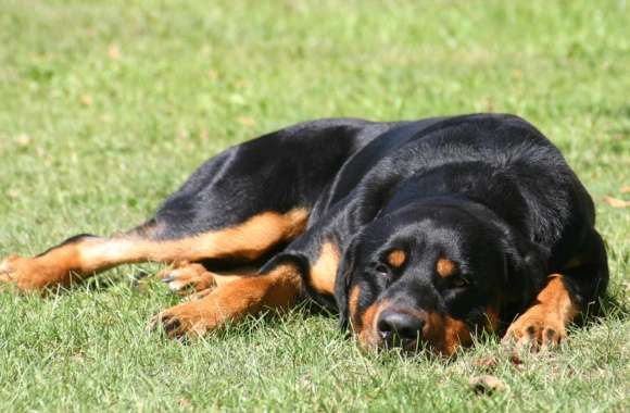 Rottweiler wallpapers hd quality