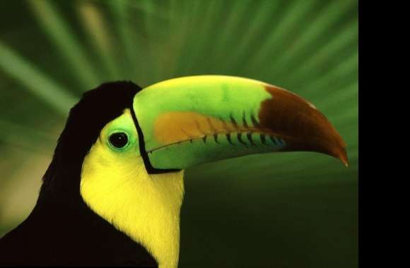 Toucan wallpapers hd quality