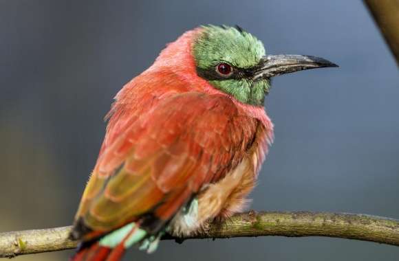 A Perched Bee Eater