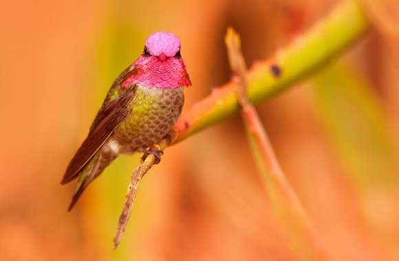 Annas Hummingbird Male Pink Head