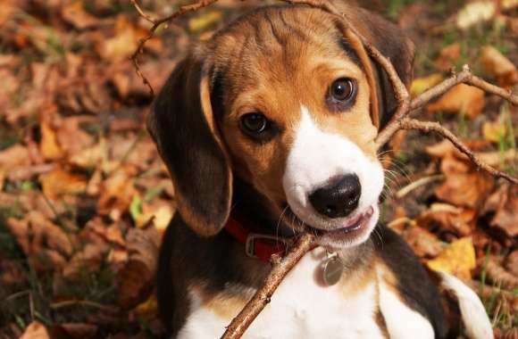 Beagle wallpapers hd quality