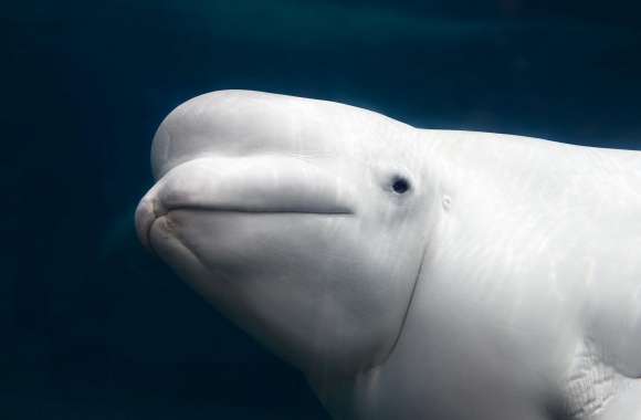 Beluga Whale wallpapers hd quality