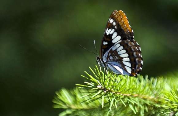 Butterfly On Fir Branch