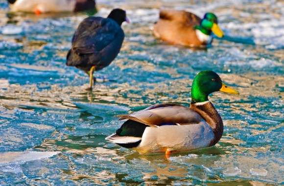 Ducks On Frozen Water