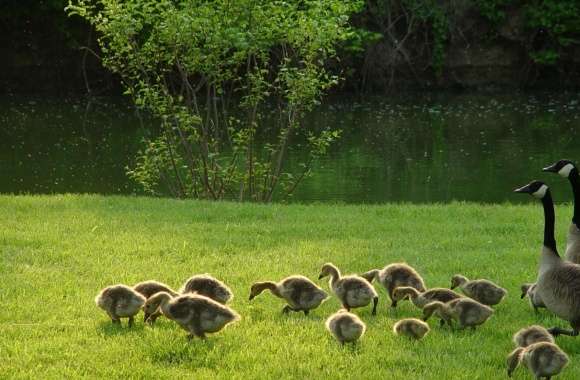 Geese And Goslings