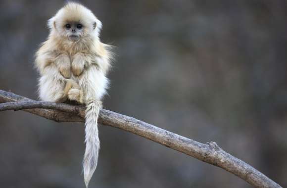 Golden Snub-nosed Monkey wallpapers hd quality