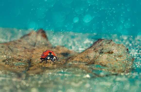 Ladybird Under Rain