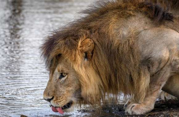 Male Lion Drinking Water