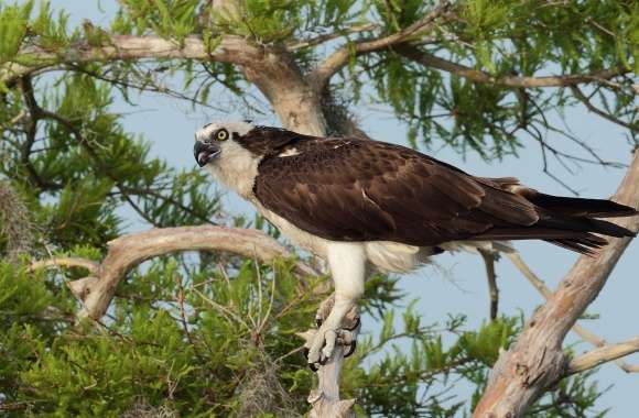 Osprey wallpapers hd quality