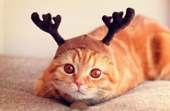 Reindeer Cat wallpapers hd quality