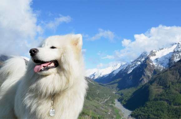 Samoyed wallpapers hd quality