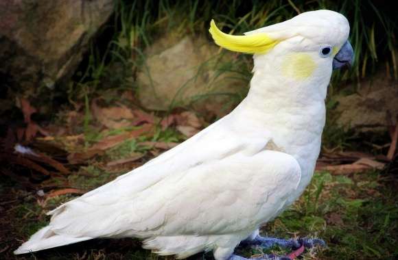 Sulphur-crested Cockatoo wallpapers hd quality
