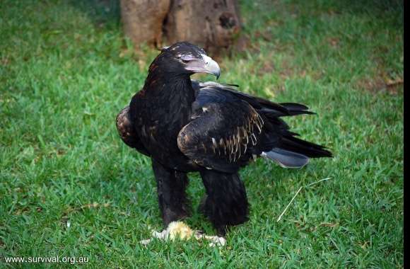 Wedge Tailed Eagle wallpapers hd quality