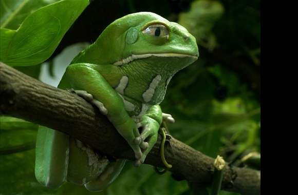 White-lipped Tree Frog wallpapers hd quality