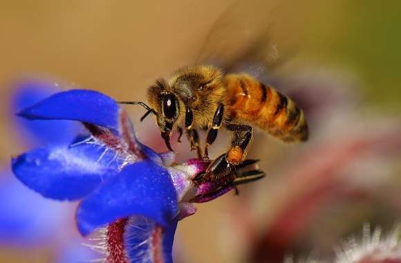Bee Pollinating Flowers