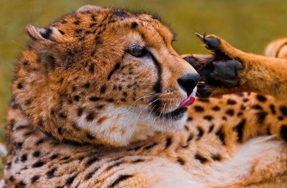Cheetah Licking His Paw
