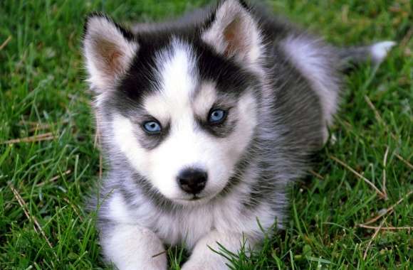 Cute Husky Puppy