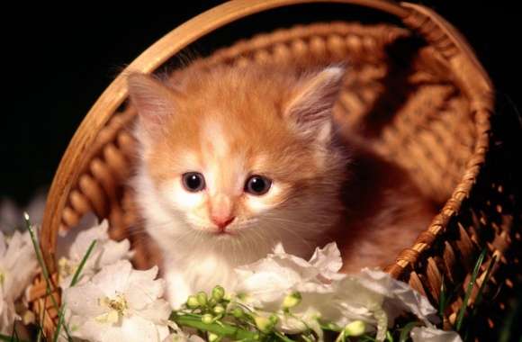 Cute Kitten In Basket
