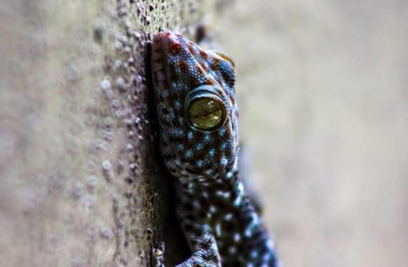 Gecko Thailand