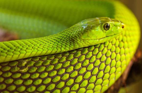 Green Snake Macro