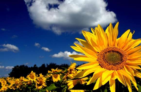 Impressive Sunflower