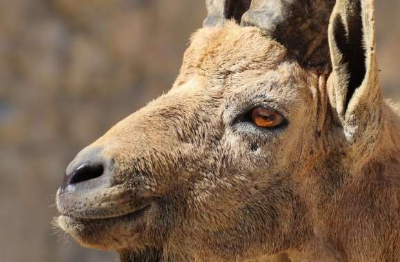 Nubian Ibex Portrait