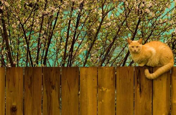 Red Cat On Fence