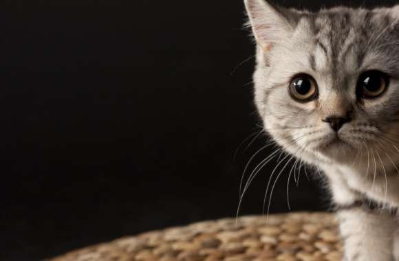 Small Striped Cat