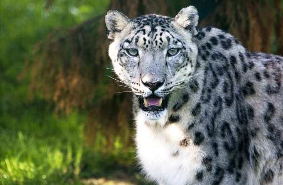 Snow Leopard Wild Animal