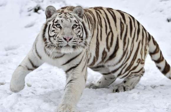 White Tiger On Snow Winter