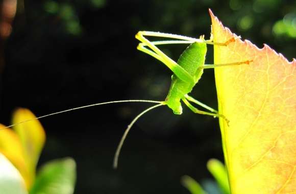 A Small Green Grasshopper