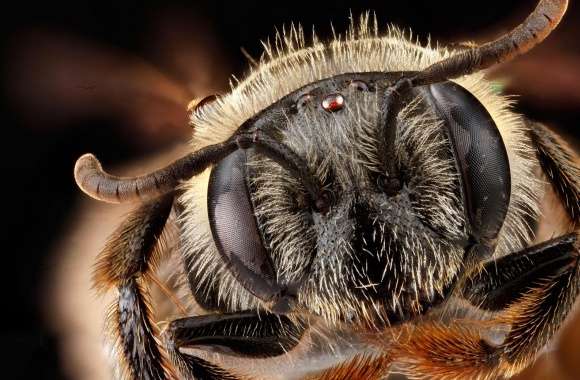 Andrena Fragilis Bee Head Macro
