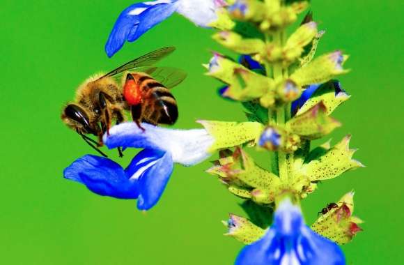 Bee, Ant, Blue Flower