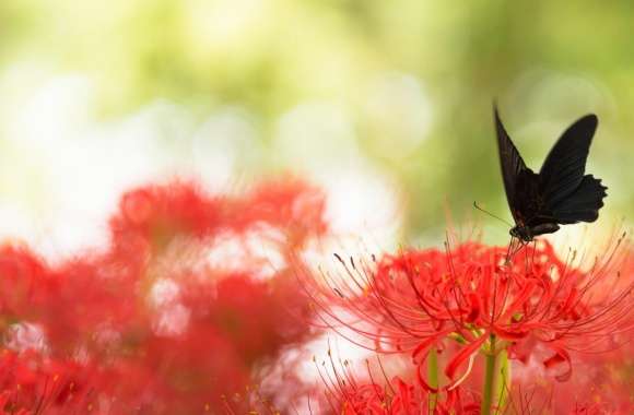 Black Swallowtail Butterfly and Red Spider Lily