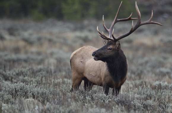 Elk, Grand Teton National Park, Wyoming