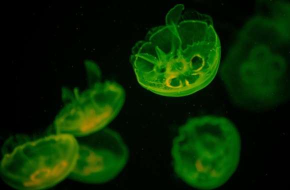 Green Jellyfish
