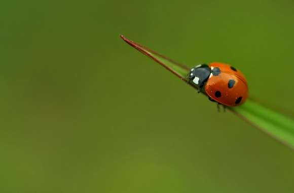 Ladybug On A Leaf