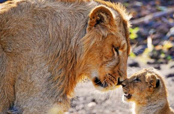 Lion and Son