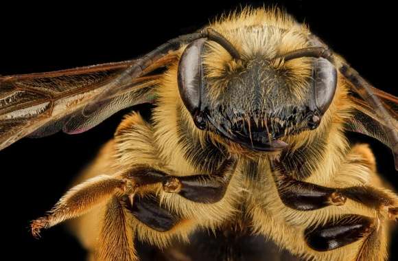 Mining Bee Face, Andrena Hilaris Macro