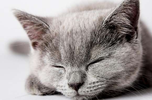Sleepy Grey Kitten